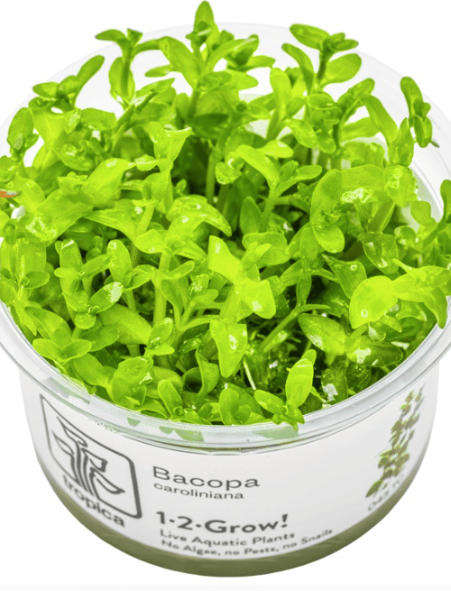 Bacopa Caroliniana