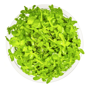 Bacopa Caroliniana