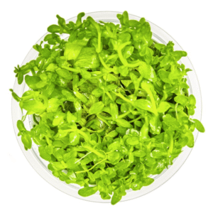 Bacopa Caroliniana