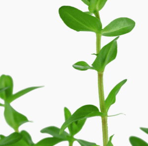 Bacopa Caroliniana