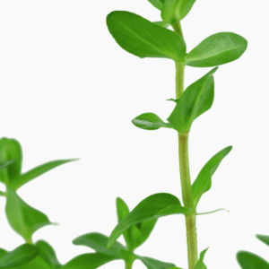 Bacopa Caroliniana