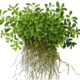 Glossostigma Elatinoides