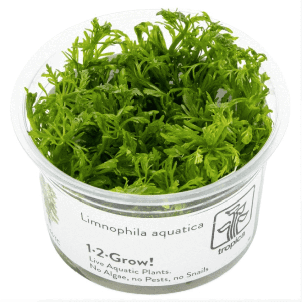 Limnophila Aquatica