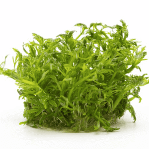 Limnophila Aquatica