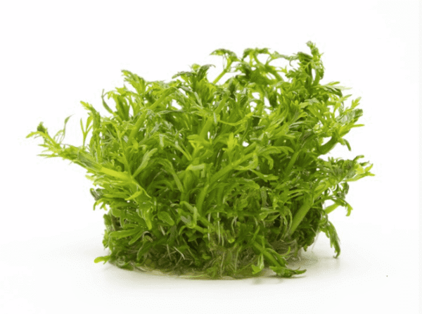 Limnophila Aquatica