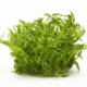 Limnophila Aquatica