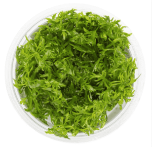 Limnophila Aquatica