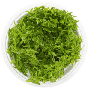 Limnophila Aquatica