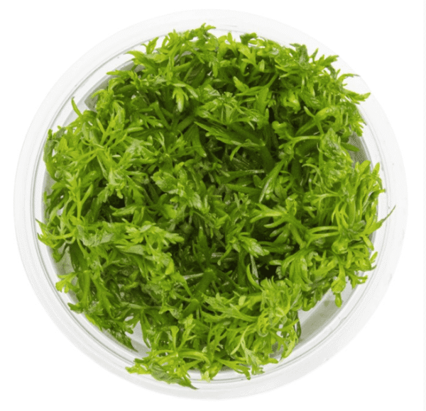 Limnophila Aquatica