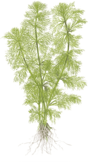 Limnophila Aquatica