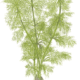 Limnophila Aquatica
