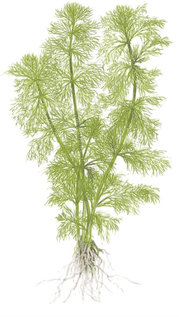 Limnophila Aquatica
