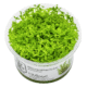 Hemianthus Micranthemoides