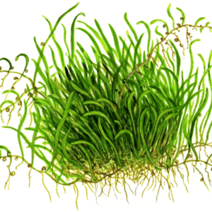 Utricularia Graminifolia