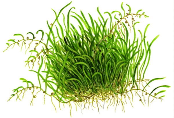 Utricularia Graminifolia