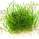Utricularia Graminifolia