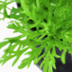 Limnophila Aquatica