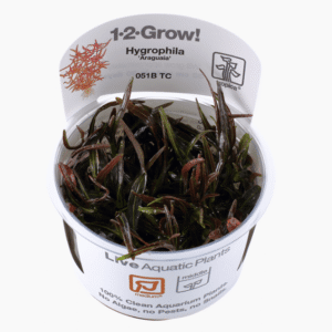 Hygrophila Lancea 'Araguaia'