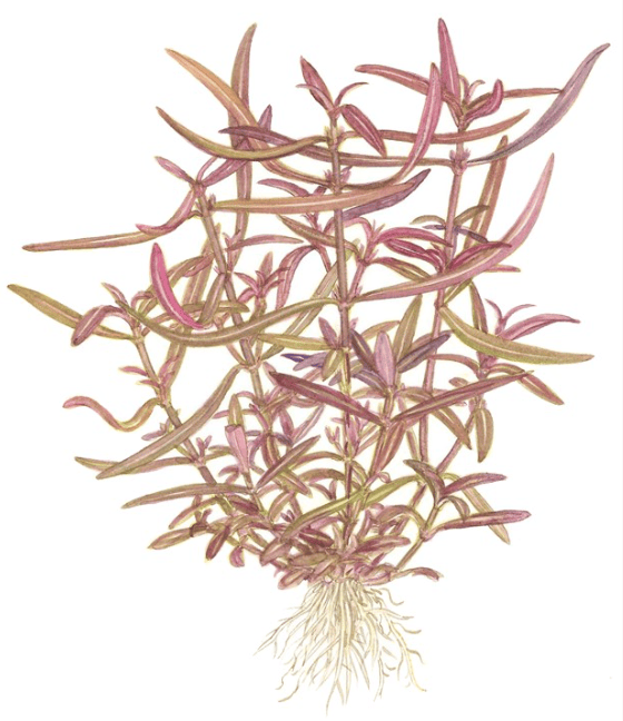 Hygrophila Lancea 'Araguaia'