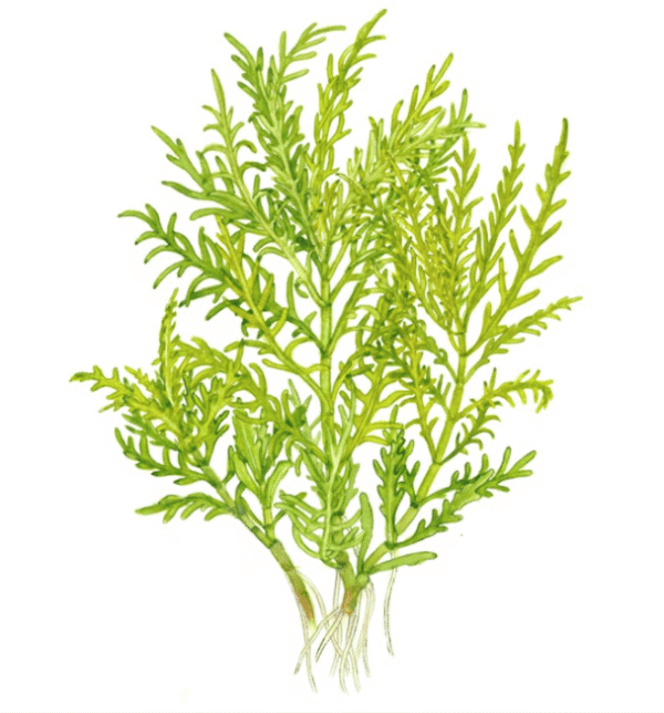 Hygrophila Odora