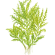 Hygrophila Odora