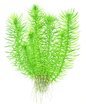 Pogostemon Deccanensis
