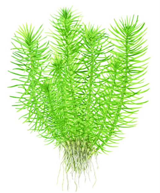 Pogostemon Deccanensis