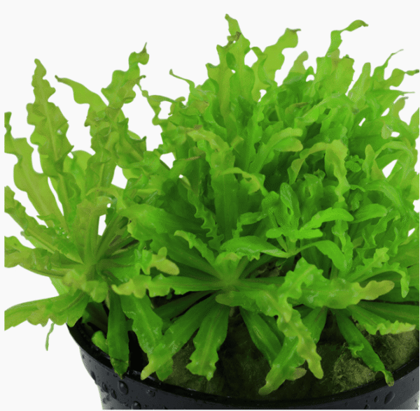 Pogostemon Helferi