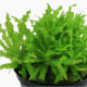 Pogostemon Helferi
