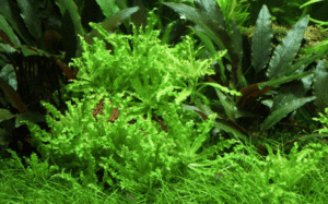 Pogostemon Helferi