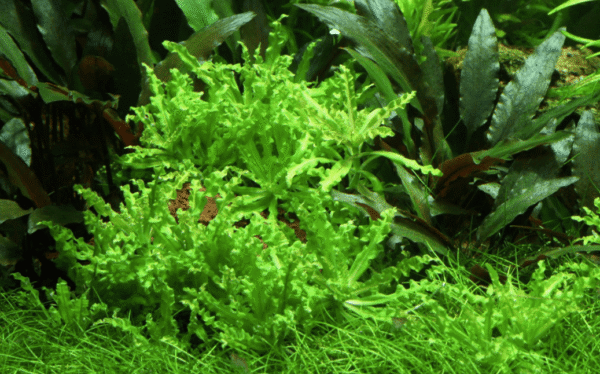 Pogostemon Helferi