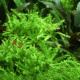 Pogostemon Helferi