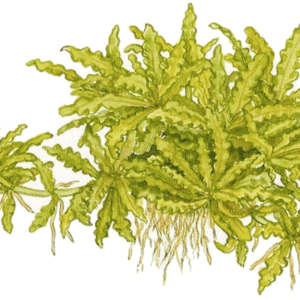 Pogostemon Helferi