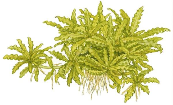Pogostemon Helferi