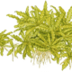 Pogostemon Helferi