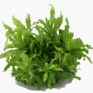 Pogostemon Helferi