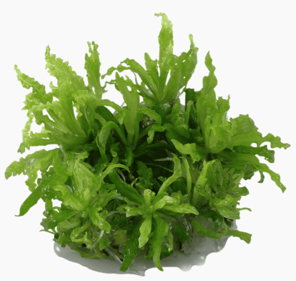 Pogostemon Helferi