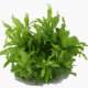 Pogostemon Helferi