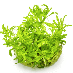 Pogostemon Helferi
