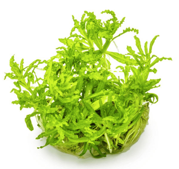 Pogostemon Helferi