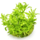 Pogostemon Helferi