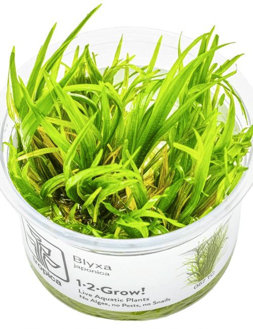 Blyxa Japonica