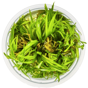 Blyxa Japonica