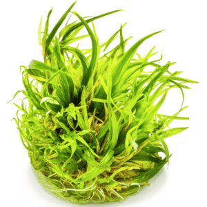 Blyxa Japonica