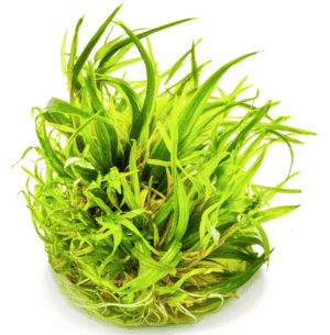 Blyxa Japonica