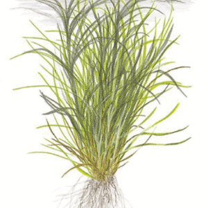 Blyxa Japonica