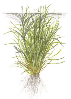 Blyxa Japonica