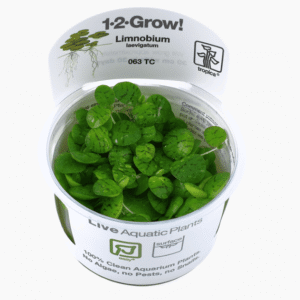 Limnobium Laevigatum