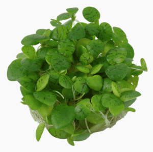 Limnobium Laevigatum