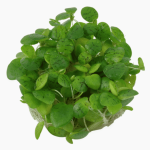 Limnobium Laevigatum